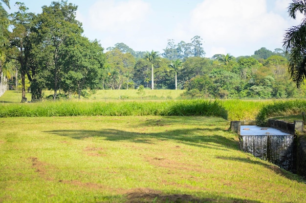 ブラジルのサンパウロにある植物園の美しい景色