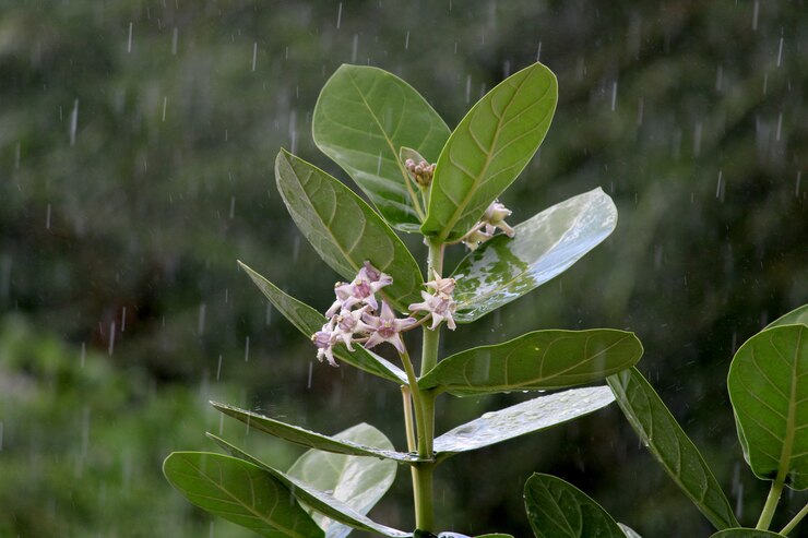 Прекрасный вид на цветок Calotropis gigantea. Корона-цветок.