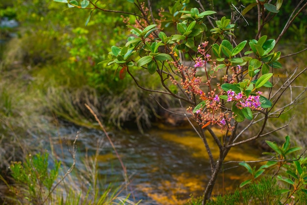 A beautiful view of Chapada dos Veadeiros Park located in Alto Paraiso Goias Brazil