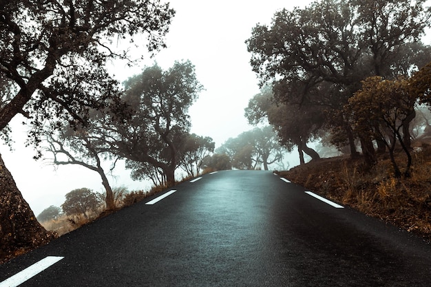 Beautiful view of a clean road in a forest in autumn season