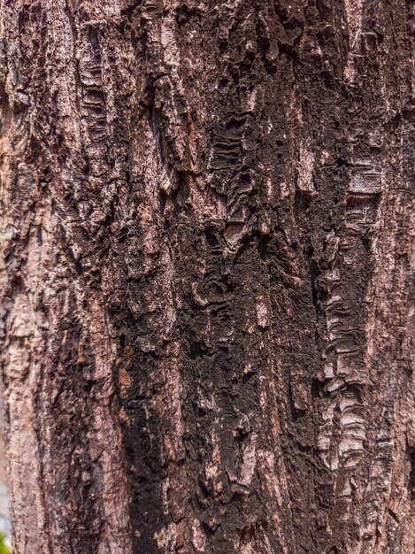 Foto bella vista della struttura della corteccia di albero del primo piano