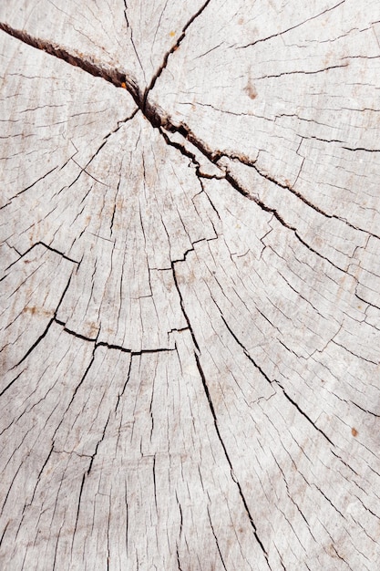 Beautiful view of closeup tree bark white texture