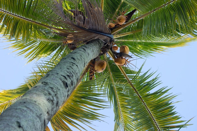 Прекрасный вид на кокосовую пальму снизу