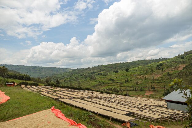 Foto bella vista dell'essiccazione del caffè presso la fattoria in ruanda