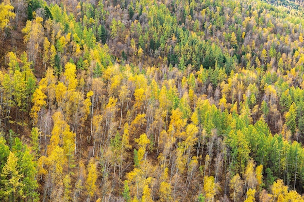 アルタイ共和国の山の斜面にある白樺トウヒ杉の色とりどりの混交林の美しい景色