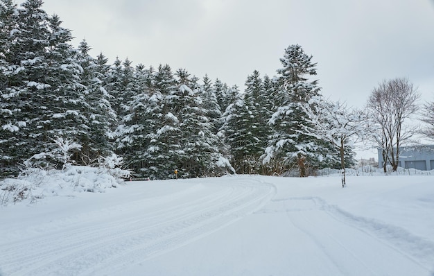 Beautiful view on covered snow scenery