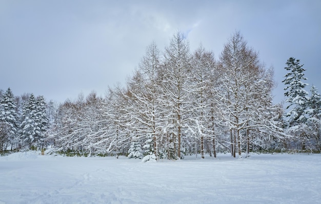 覆われた雪景色の美しい景色