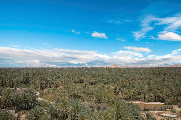 Beautiful view of the date grove from Gebel alMawta in Siwa Oasis Egypt
