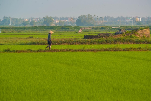 Прекрасный вид на фермера, работающего на рисовом поле в Хойане, Вьетнам