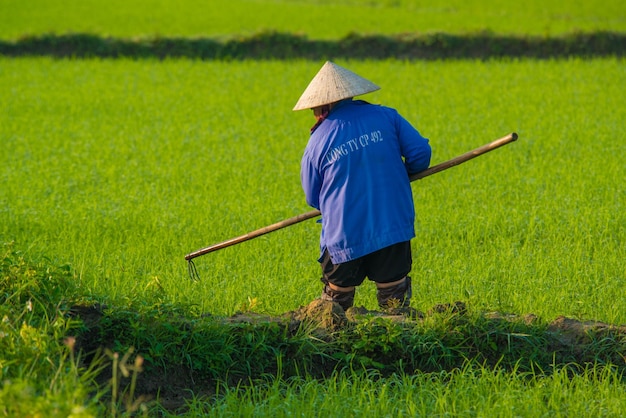 A beautiful view of farmer working in rice field in Hoi An Vietnam