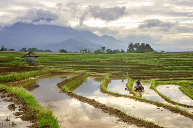 Bella vista degli agricoltori che lavorano ad arare le risaie al mattino