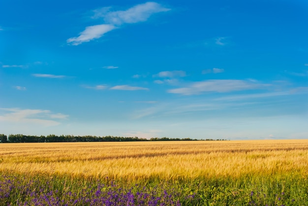 Bella vista sul campo e sul cielo blu