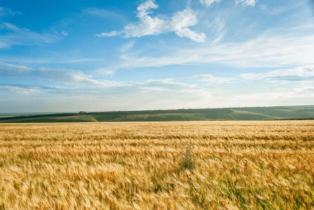 Beautiful view of the field and blue sky