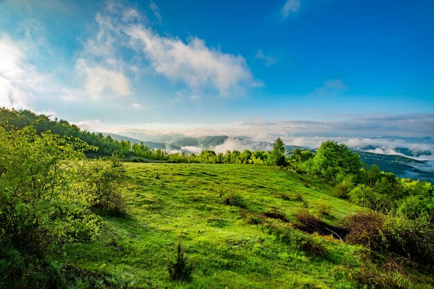 Beautiful view of field and forest in morning summer fog