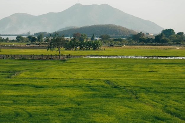 Photo beautiful view of field and mountains in vietnam