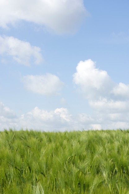 Photo beautiful view over a field of wheat