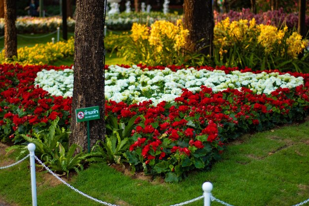 A beautiful view of Flower Festival located in Chiang Rai Thailand