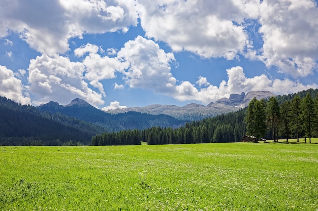 Beautiful view of a flowering alpine meadow in the Italian Dolomites.