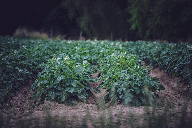 Photo beautiful view of flowering potatoes with green tops