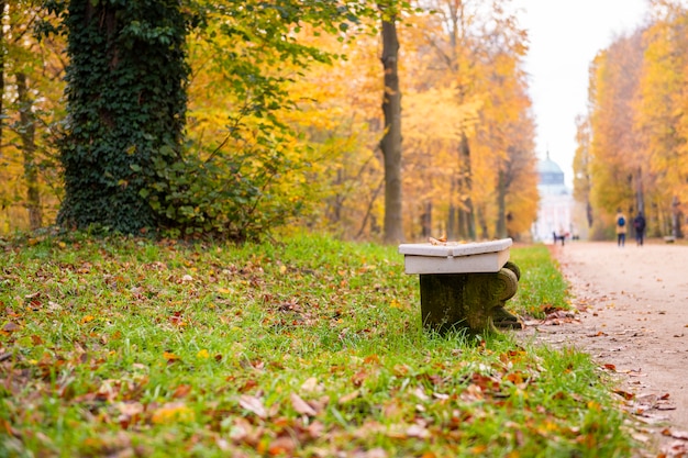 Bella vista sulla foresta in autunno