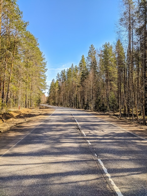 Beautiful view of forest road in sunny day.