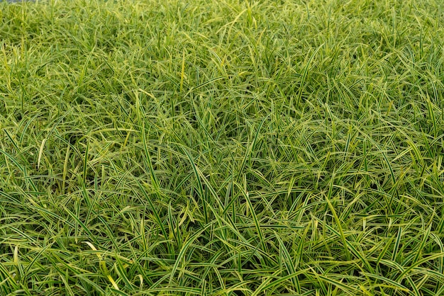 Прекрасный вид на поле свежей зеленой травы идеально подходит для фона