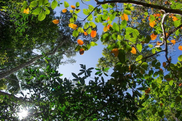 Beautiful view from below of various types of tropical trees