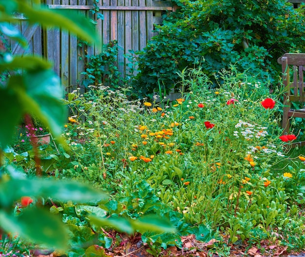 A beautiful view of a garden with red poppies marigolds and daisies with an antique garden chair The lawn with fresh colorful flowers and grass bushes and wooden fences covered with vines