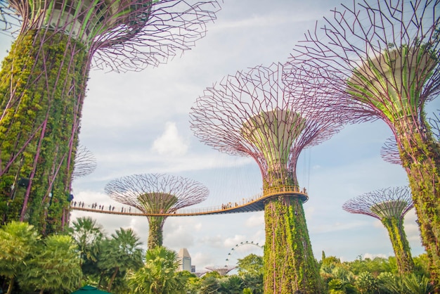 A beautiful view of Gardens by the bay located in Singapore
