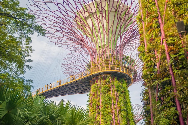 A beautiful view of Gardens by the bay located in Singapore