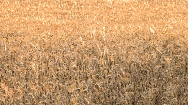 Beautiful view of gold wheat crop flied landscape, rural countryside at Spain. Wheat ears at the farm