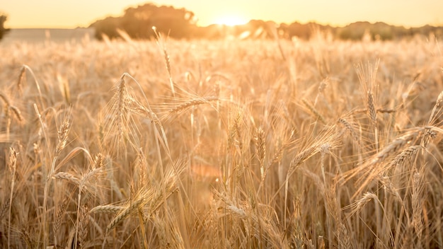 Beautiful view of gold wheat crop flied landscape, rural countryside at Spain. Wheat ears at the farm