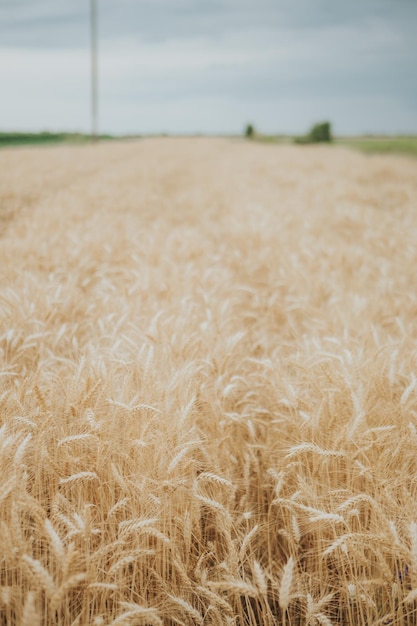 Foto bella vista di un campo di grano dorato