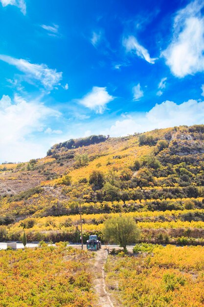 Beautiful view of the grape terraces of Cyprus