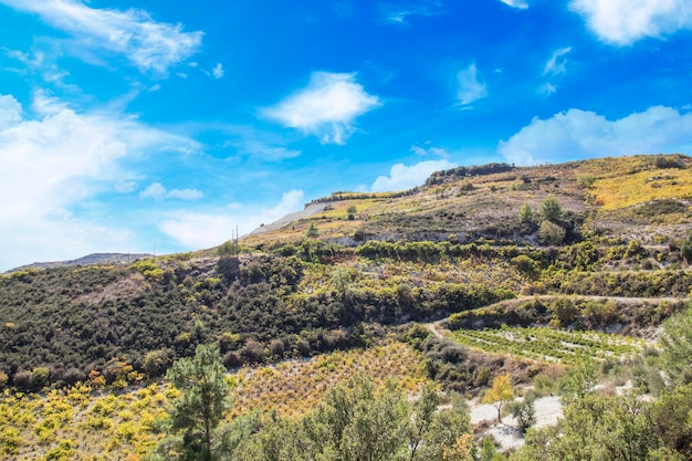 Прекрасный вид на виноградные террасы Кипра
