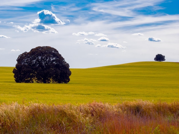 Beautiful view of the grassy hills gleaming under the cloudy blue sky