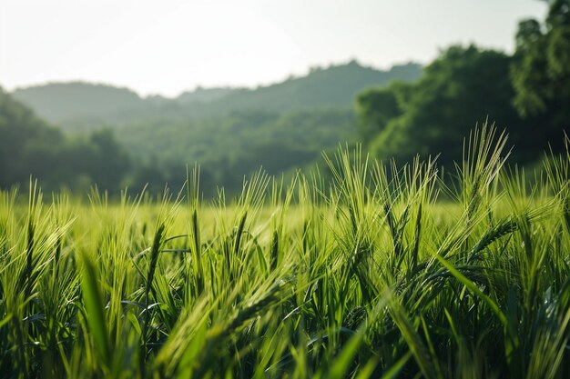緑色の小麦がファイルされたコピースペースの美しい景色