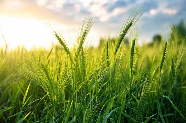 Beautiful view of green barley filed copy space