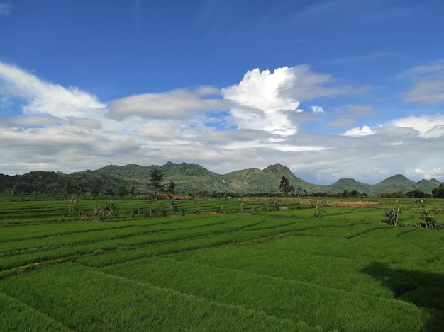 緑の田んぼ、澄んだ青い空、曇りの美しい景色。インドネシアの美しい風景。