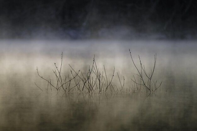A beautiful view of the growing plants in the foggy lake in the park