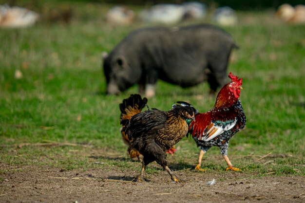 鶏と雄鶏が一緒に農場を歩き、豚を背景にした美しい景色