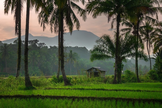 Bella vista dell'indonesia al mattino in campagna e risaie