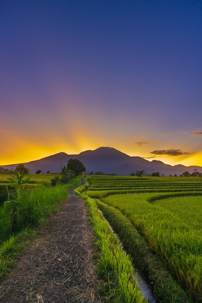 Beautiful view of Indonesia in the morning in the rice fields