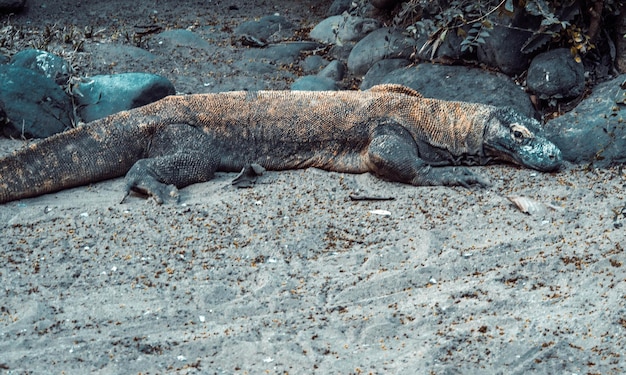 A beautiful view of komodo dragon in Bali Indonesia