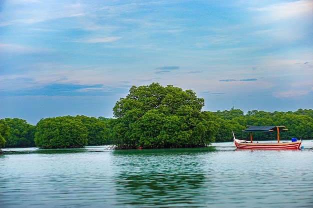 beautiful view of the lake and mangrove forest with cloudy sky