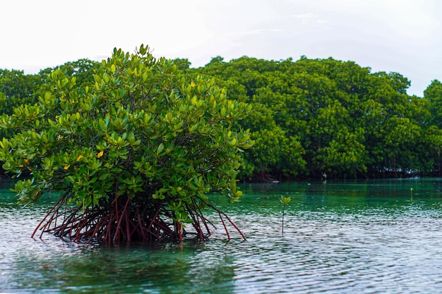 beautiful view of the lake and mangrove forest