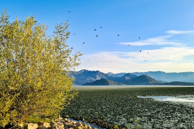 Beautiful view of the lake