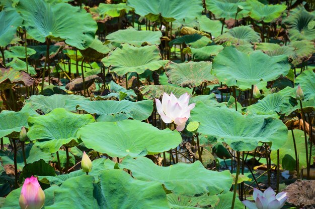 A beautiful view of Lotus Flower Field located in Siem Reap Cambodia