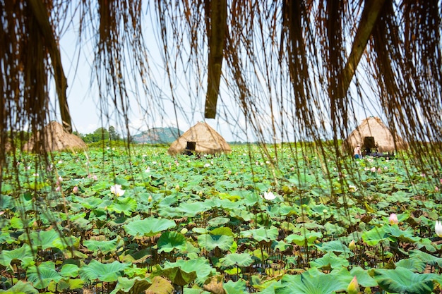 Photo a beautiful view of lotus flower field located in siem reap cambodia