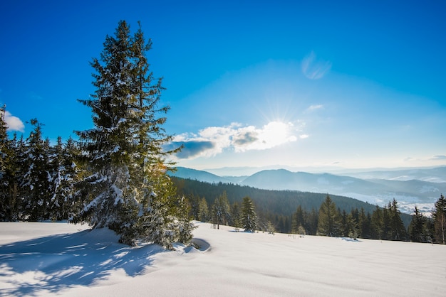 Splendida vista di maestosi alberi di abete rosso che crescono su una collina in cumuli di neve invernali contro un cielo blu e nuvole bianche in una soleggiata giornata invernale gelida